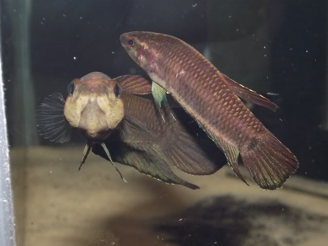 DSCF4584.jpg