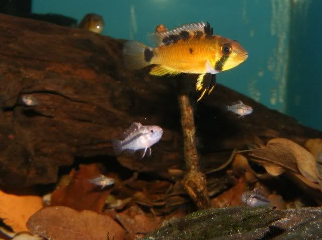 DSCF4586.jpg