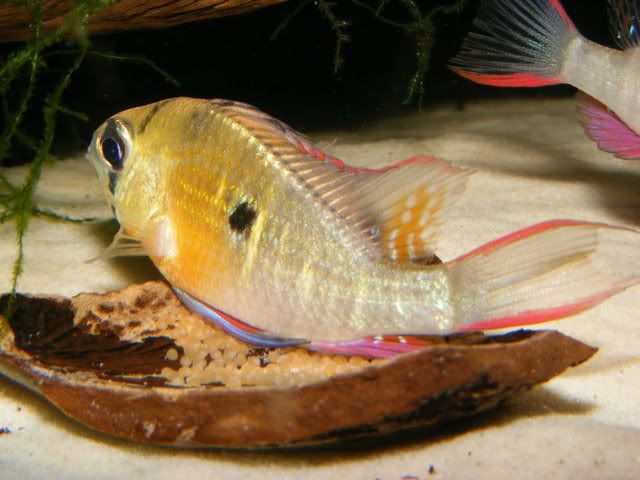 DSCF4990.jpg