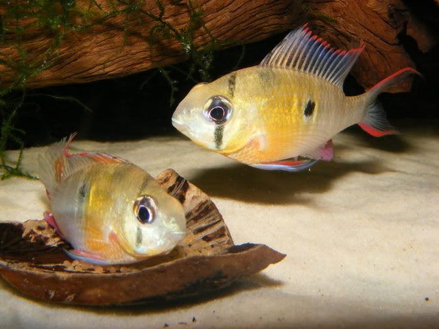 DSCF4995.jpg