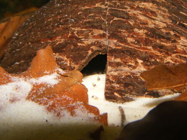 DSCF5095.jpg