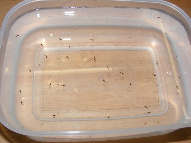 DSCF5257-1.jpg