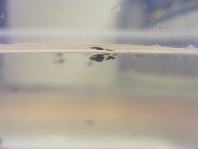DSCF5259.jpg