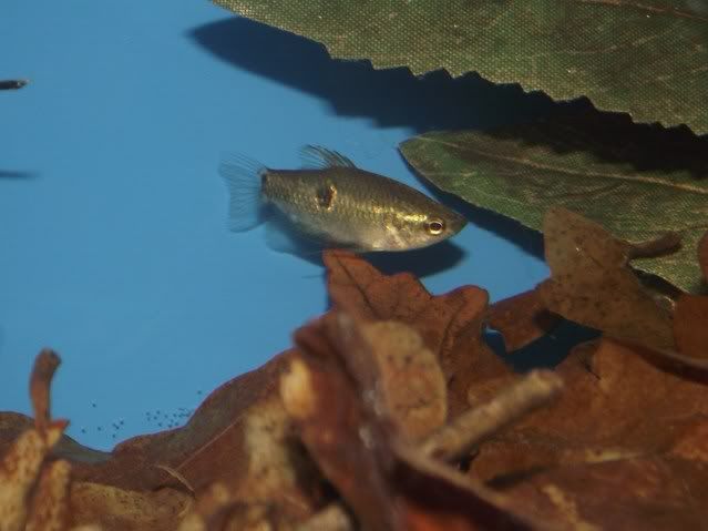 DSCF5286-1.jpg