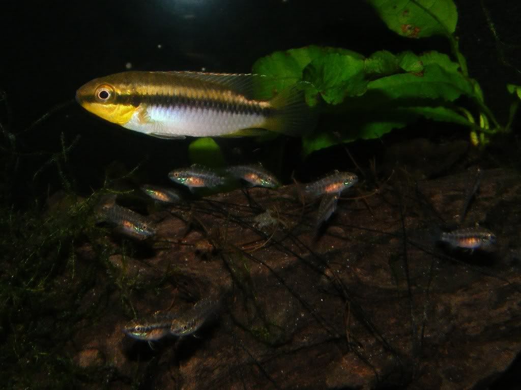 DSCF5954-1.jpg