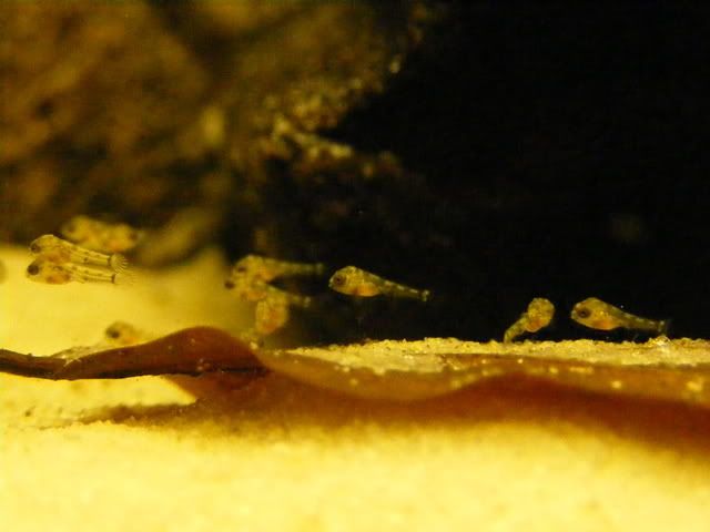 DSCF6654.jpg