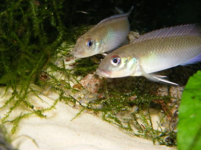 DSCF8028.jpg