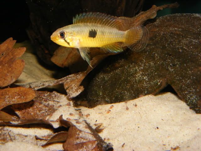 DSCF8084.jpg