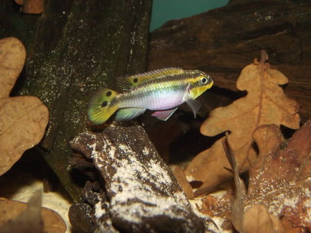 DSCF8103.jpg