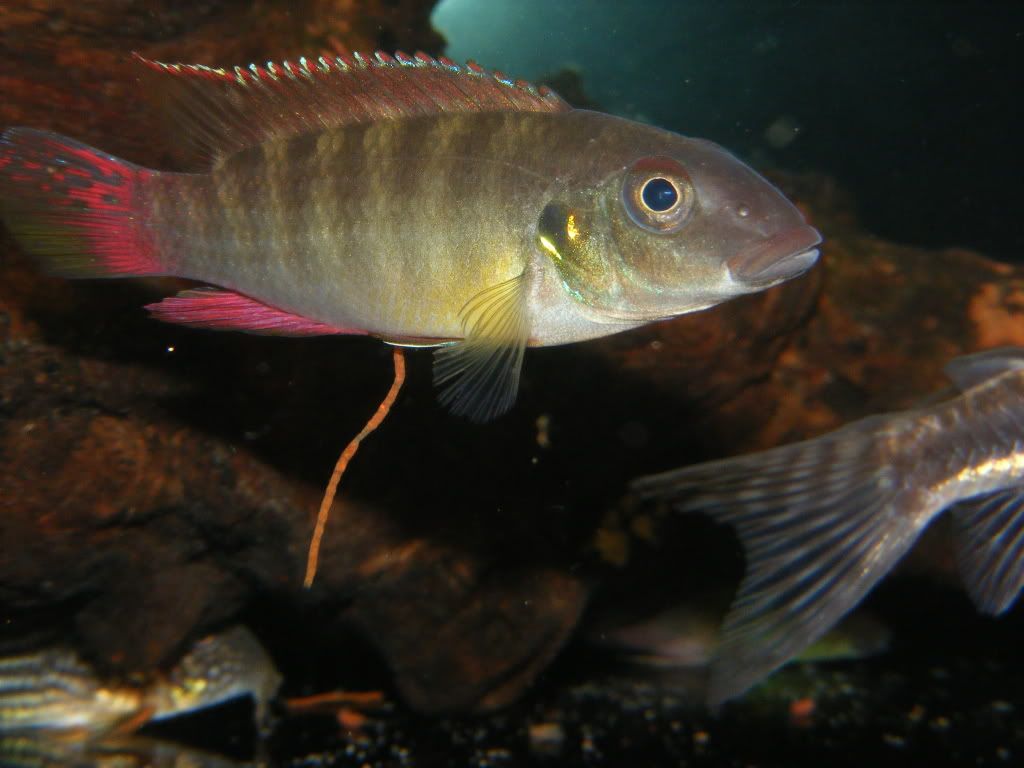 DSCF8118.jpg