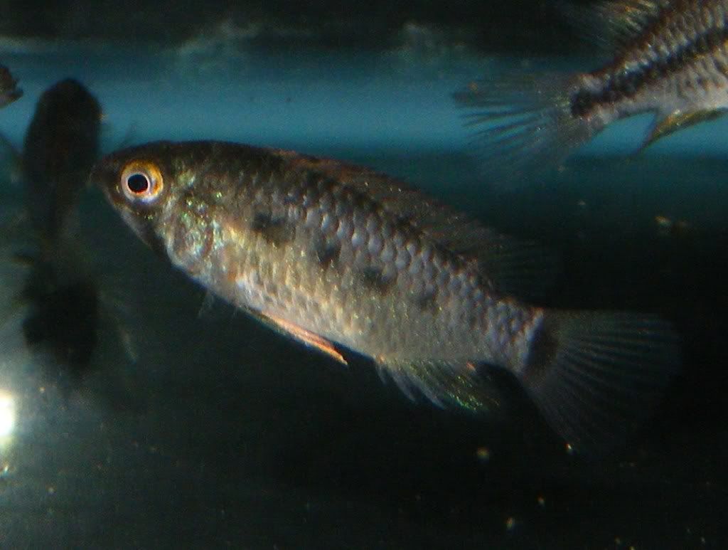 DSCF9903.jpg
