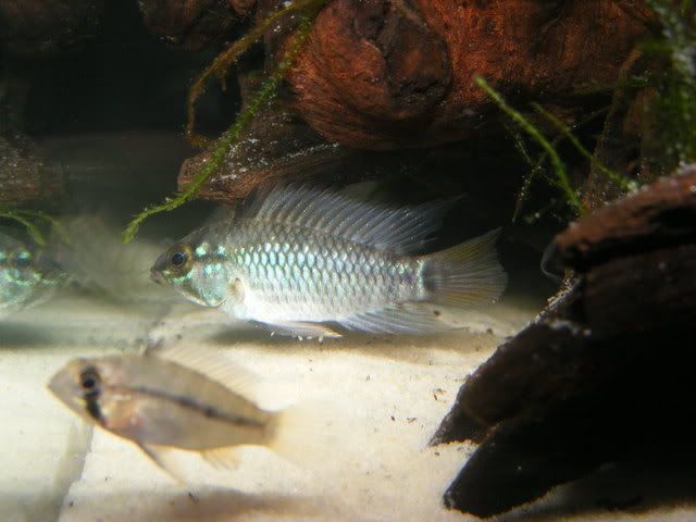 Eunotus.jpg