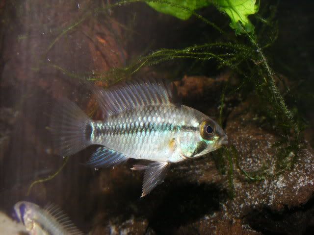 Eunotus12.jpg