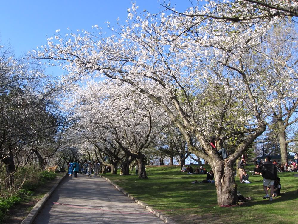 cherryblossomhighpark.jpg picture by romacmail