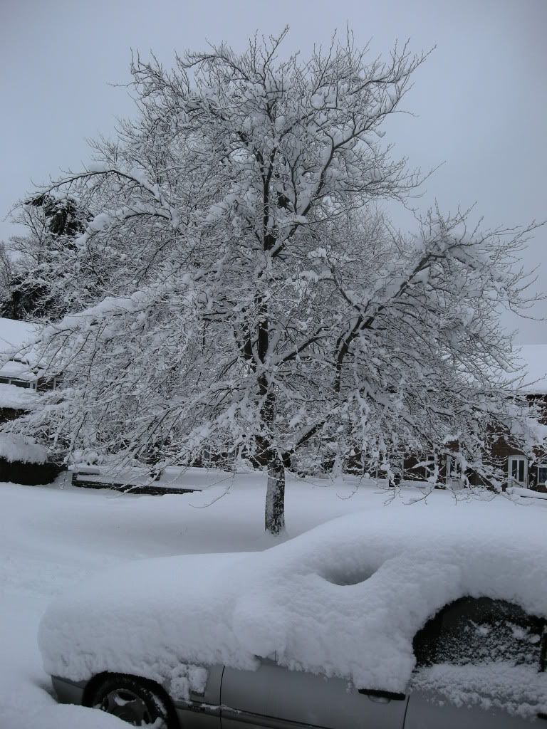 jan6th2010-haslemere001.jpg beech by day picture by romacmail