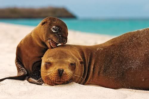 sealionandpup.jpg picture by romacmail