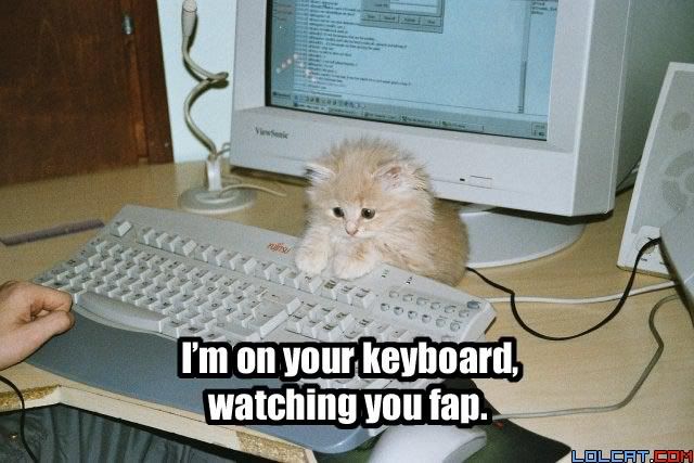 computer kitten