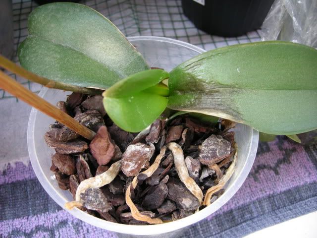 orchianna003.jpg