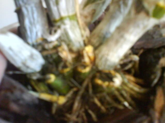 DSC00734.jpg