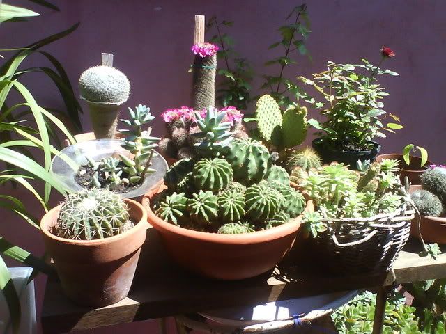 DSC01006.jpg