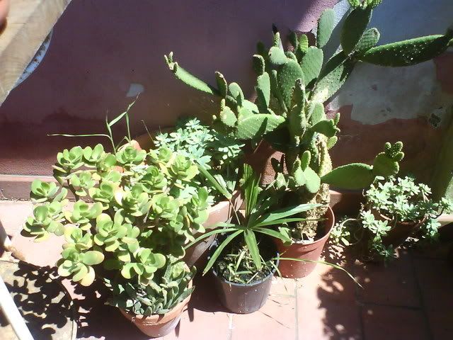 DSC01007.jpg