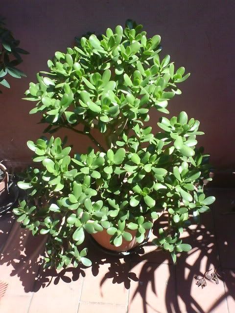 DSC01008.jpg