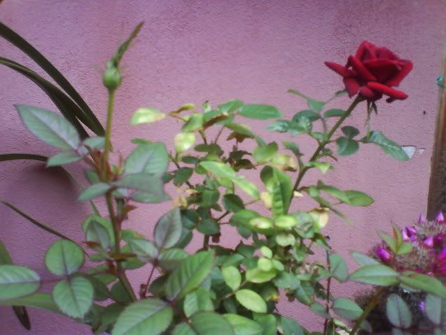 DSC01021.jpg