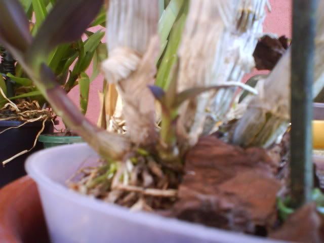 DSC01063.jpg