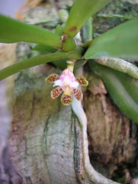 gastrochilus002.jpg