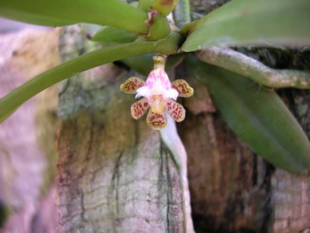 gastrochilus003.jpg