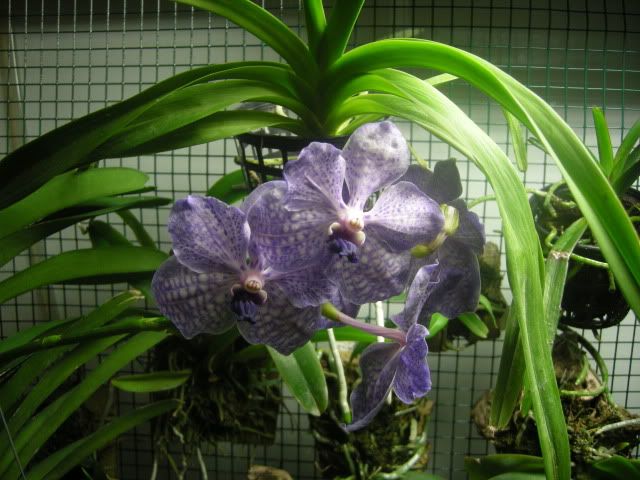orchid002.jpg