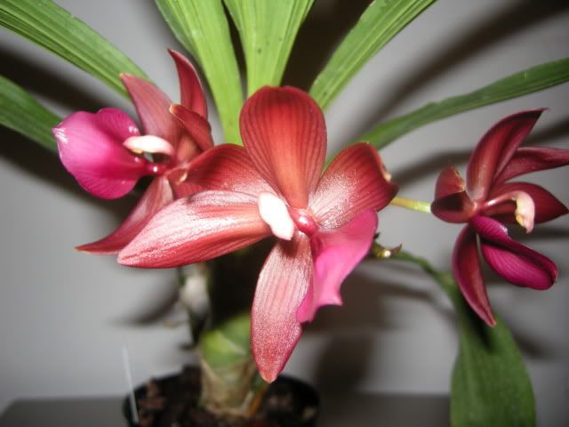 orchid005.jpg