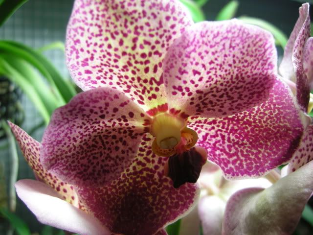 vanda002-1.jpg