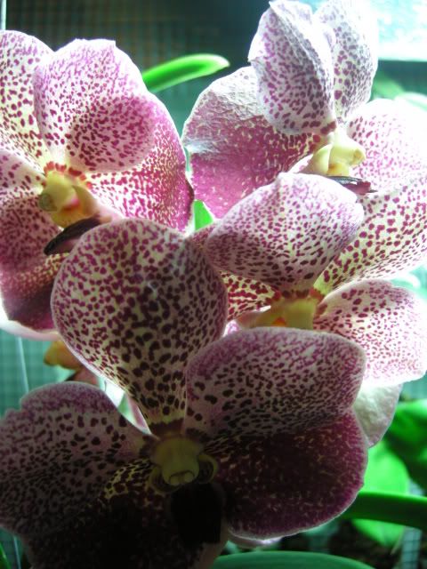 vanda003-1.jpg