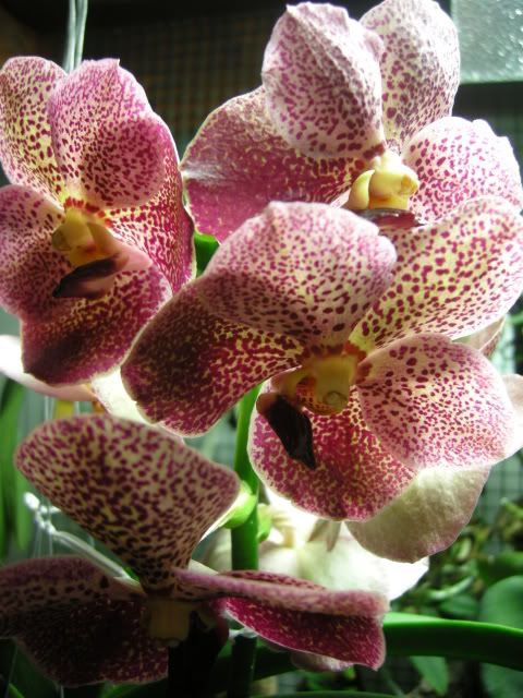 vanda004.jpg