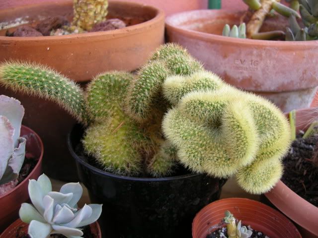 nuove006.jpg