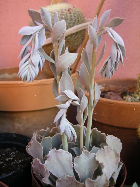 nuove008.jpg