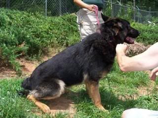 Athens Ga Breeder Seized Blk Tan M Fisher German Shepherds Forum