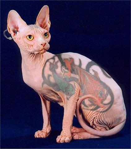 Tattoo Kat