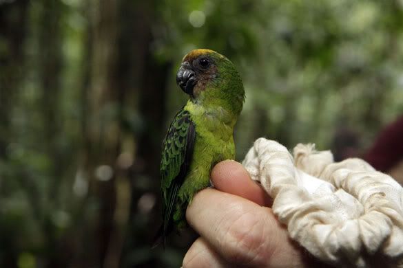 buff-faced-pygmy-parrot-010.jpg