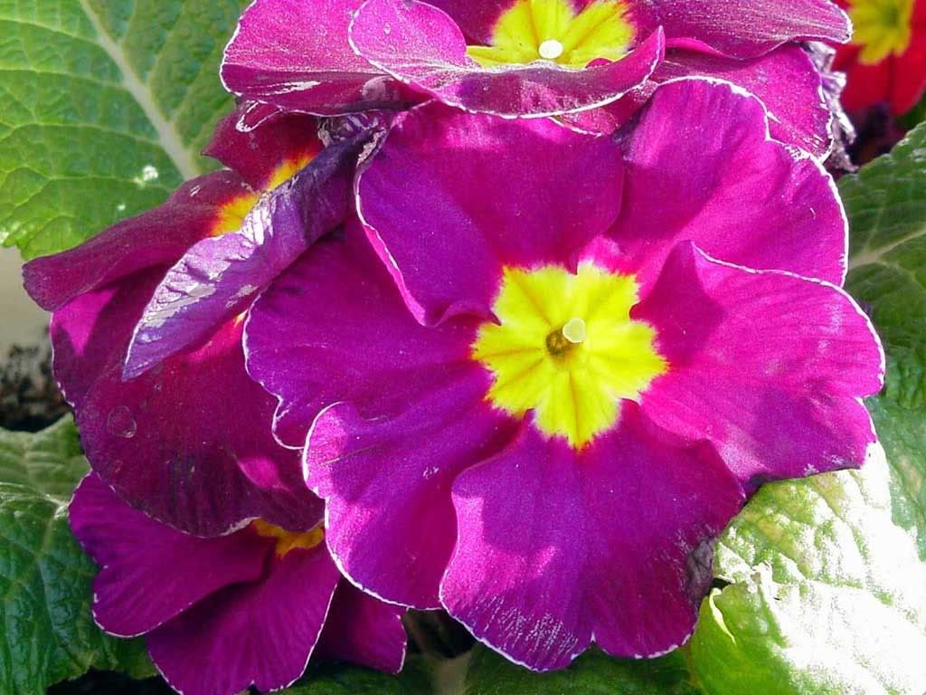 Purple primula (2000) Pictures, Images and Photos