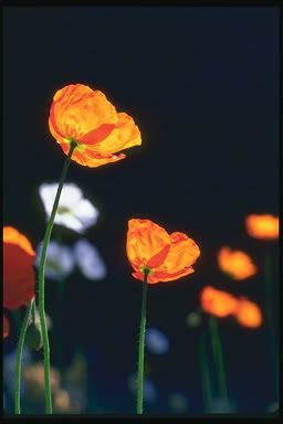 Poppies Pictures, Images and Photos