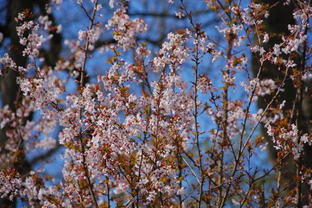 DSC_2086.jpg picture by bongmay_2004
