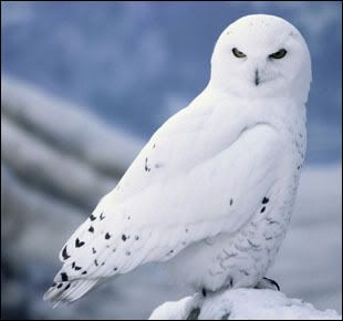 Bird of prey Snow owl Pictures, Images and Photos