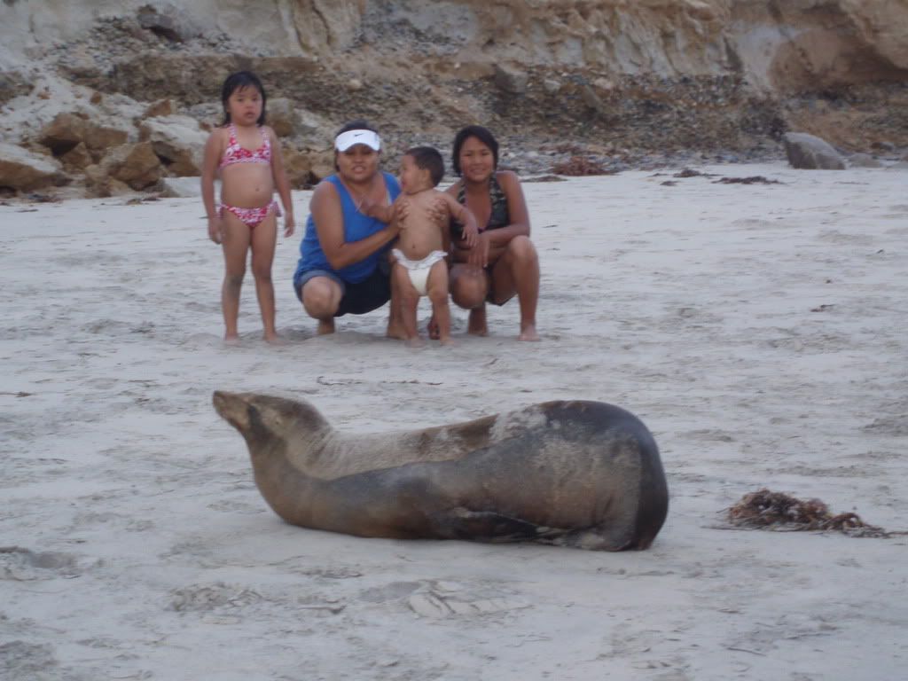 minivacation244.jpg Found a sealion on the beach... image by blynbegay