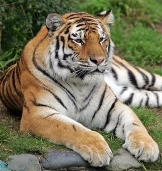 Tatiana Siberian Tiger