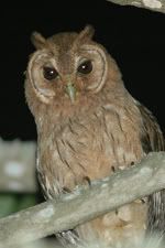 Jamaican Owl