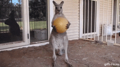 Butterfingered kangaroo