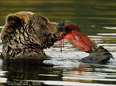 anyone have the bear eating the cardinal pic north side anyone have the bear eating the cardinal pic north side