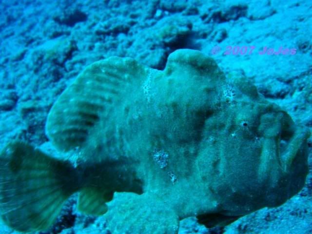 Frogfish8092.jpg